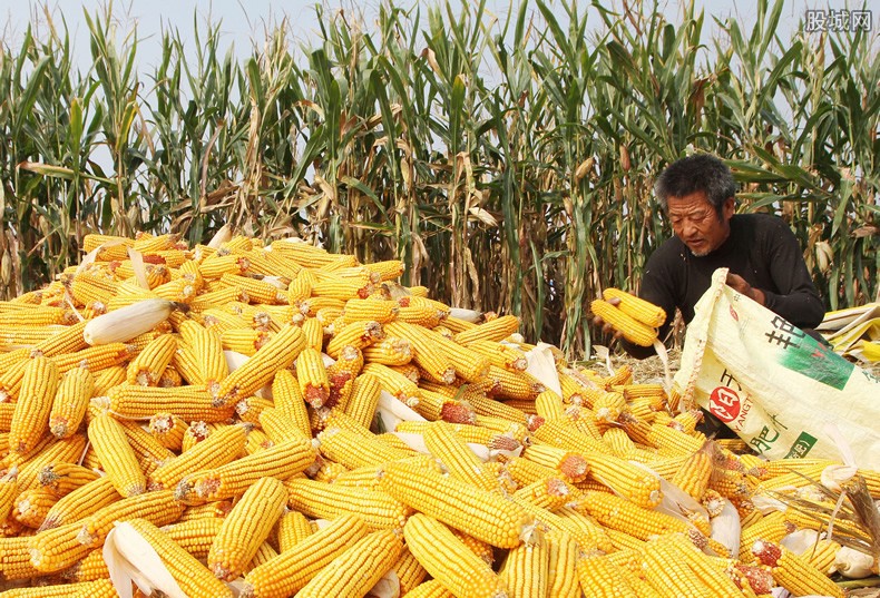 官方谈玉米质量问题