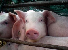 傲农生物投建生猪产业链项目 壮大主营业务发展