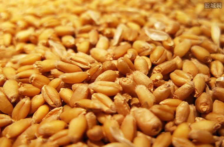 小麦市场价行情