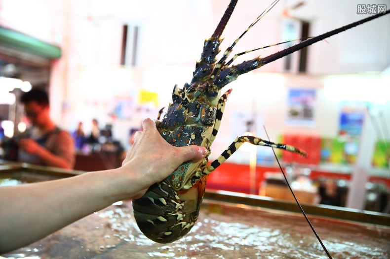 中国进口澳龙虾禁令