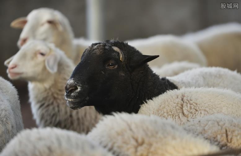 蒙古国捐赠羊