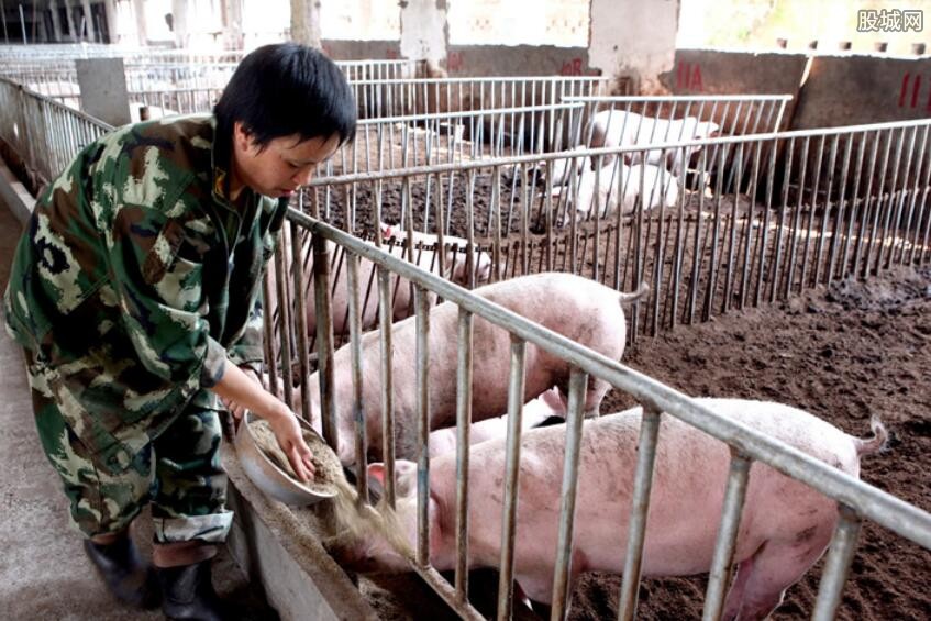 春节猪肉多少钱一斤