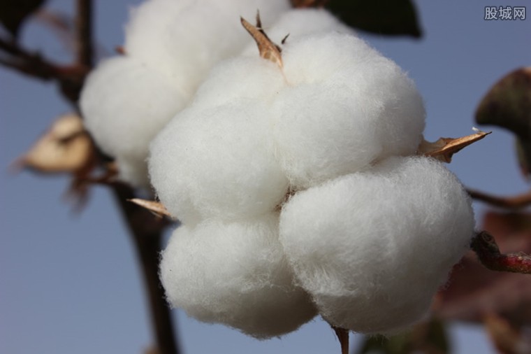新疆棉花收购价多少