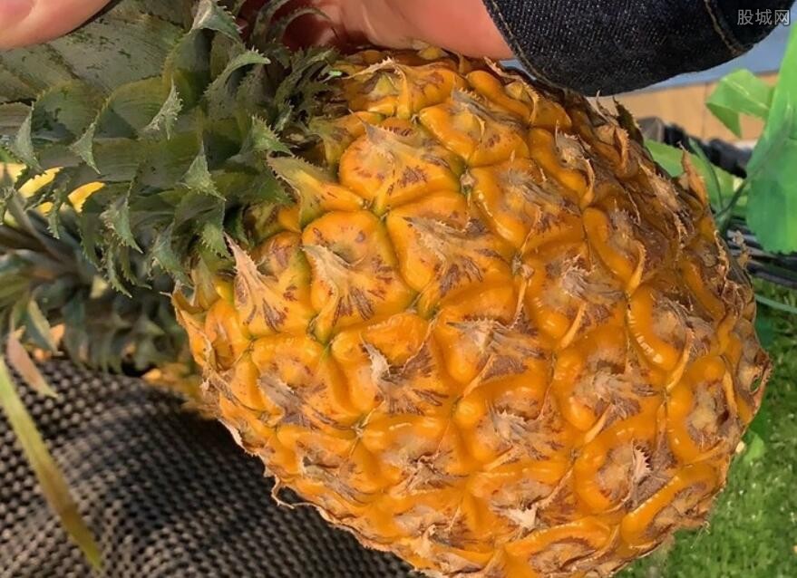 徐闻菠萝多少钱一斤