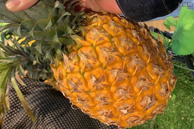 台湾菠萝降价销售